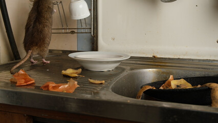 Brown rat among food waste and dirty unwashed dishes.