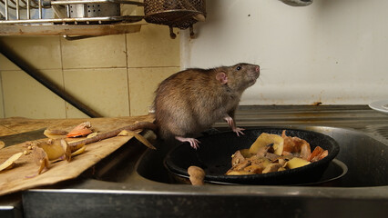 Brown rat among food waste and dirty unwashed dishes.