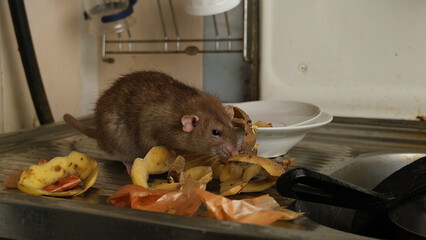 Brown rat among food waste and dirty unwashed dishes.