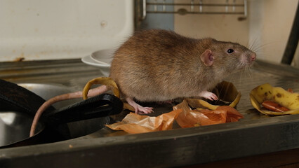 Brown rat among food waste and dirty unwashed dishes.