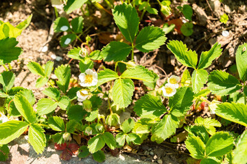 Strawberry or Fragaria X Ananassa plant in Zurich in Switzerland 1.5.25