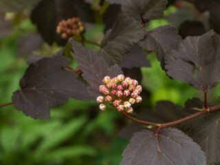 A Cluster of Pink Buds on Dark Foliage