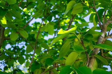 梨(幸水)の幼果｜初夏に実る成長途中の果実風景 Young Pear Fruit｜Early Summer Scene of Growing Fruit
