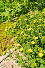 Sulphur cinquefoil or Potentilla Recta plant in Zurich in Switzerland 1.5.25
