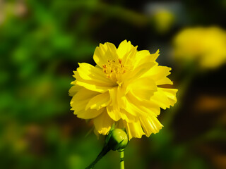 A vibrant yellow flower with numerous ruffled petals and a green bud beneath it stands out against...