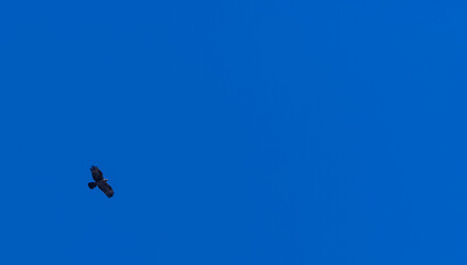 Grey-headed fish (Ichthyophaga ichthyaetus) eagle flying in sky.