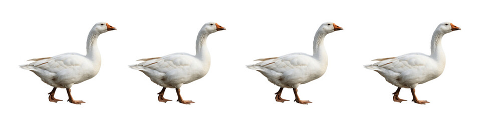 Obraz premium A Set For Four white geese walking in a row isolated on transparent background