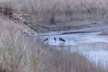Black stork (Ciconia nigra) bird perching on river at forest.