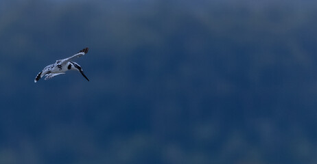 Pied Kingfisher (Ceryle rudis) bird hovering in sky for fishing.