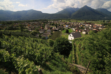 Vineyards in Ticno Canton, Switzerland