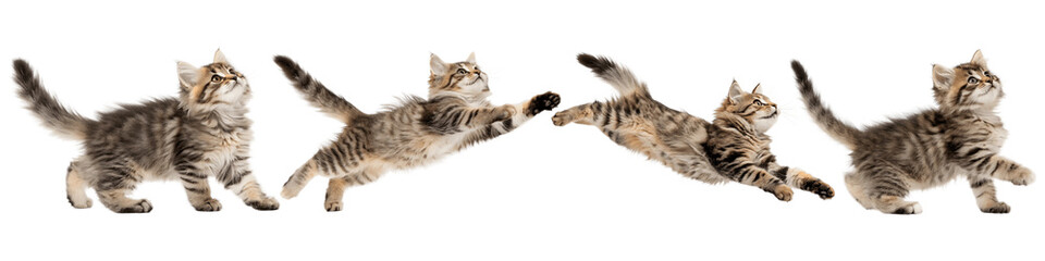 A Set For Four playful tabby kittens in various poses isolated on transparent background