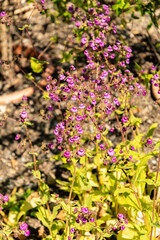 Obraz premium Calceolaria Purpurea plant in Zurich in Switzerland 1.5.25