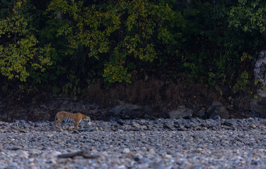 Female tigress  (Panthera tigris) at jungle hunting sambar deer at jim corbett national park.