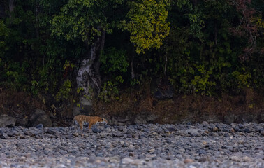 Female tigress  (Panthera tigris) at jungle hunting sanbar deer at jim corbett national park.
