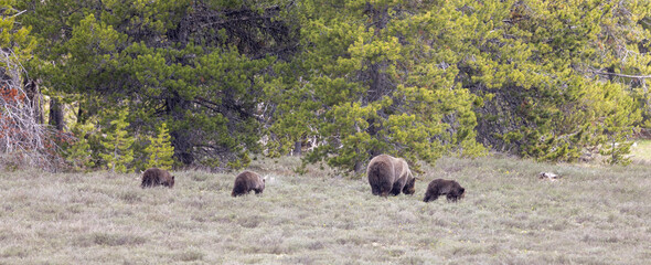 Grizzly Bear Sow and Cubs in Springtime in Grand Teton National Park Wyoming
