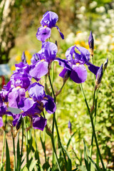 Dalmatian iris or Iris Pallida plant in Zurich in Switzerland 1.5.25