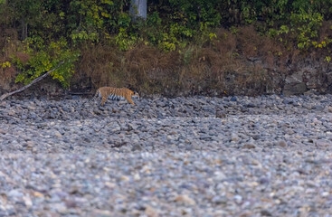Female tigress  (Panthera tigris) at jungle hunting sanbar deer at jim corbett national park.