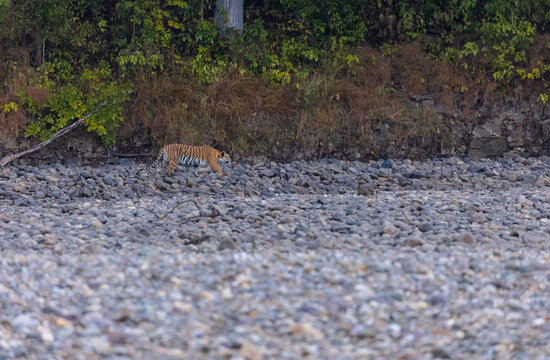 Female tigress  (Panthera tigris) at jungle hunting sanbar deer at jim corbett national park.