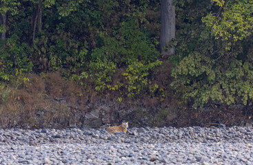 Female tigress  (Panthera tigris) at jungle hunting sanbar deer at jim corbett national park.