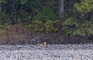 Female tigress  (Panthera tigris) at jungle hunting sambar deer at jim corbett national park.