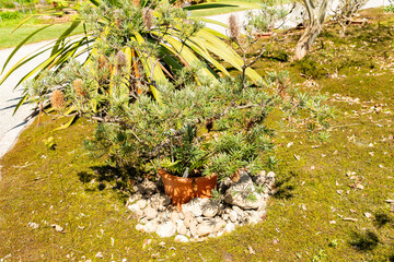 Banksia Spinulosa var Cunninghamii plant in Zurich in Switzerland 1.5.25