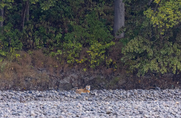 Female tigress  (Panthera tigris) at jungle hunting sanbar deer at jim corbett national park.