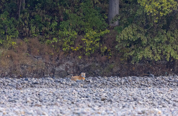 Female tigress  (Panthera tigris) at jungle hunting sanbar deer at jim corbett national park.