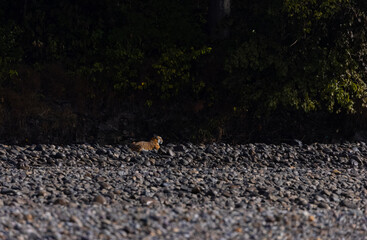 Female tigress  (Panthera tigris) at jungle hunting sanbar deer at jim corbett national park.