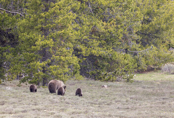 Grizzly Bear Sow and Cubs in Springtime in Grand Teton National Park Wyoming