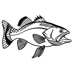 Fototapeta premium Vintage Biological Illustration of a Snook Fish Vector Design for Stock Use