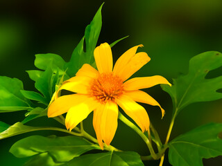 A bright yellow Mexican Sunflower with a prominent orange center is surrounded by green leaves against a dark, blurred background