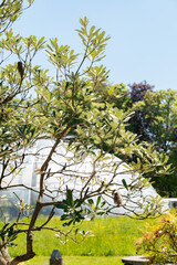 Coast banksia or Banksia Integrifolia plant in Zurich in Switzerland 1.5.25