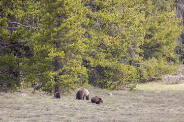 Grizzly Bear Sow and Cubs in Springtime in Grand Teton National Park Wyoming