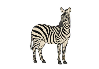 Obraz premium Zebra Illustration Animal Wildlife Stripes Isolated Transparent Background