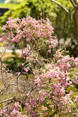 Berry heath or Erica Baccans plant in Zurich in Switzerland 1.5.25