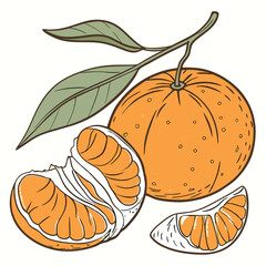Mandarin vector art on white background. Adobe Illustrator Artwork