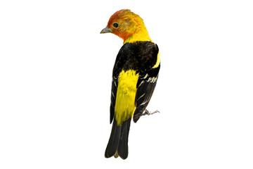Western Tanager (Piranga ludoviciana Photo, Perched on a Transparent Isolated PNG Background