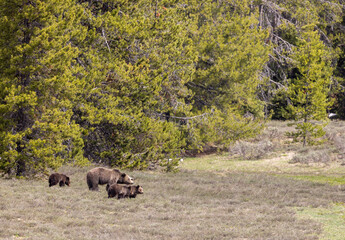 Grizzly Bear Sow and Cubs in Springtime in Grand Teton National Park Wyoming