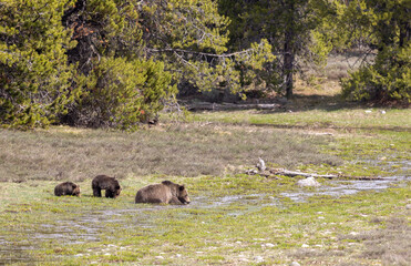 Grizzly Bear Sow and Cubs in Springtime in Grand Teton National Park Wyoming