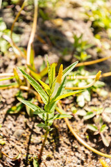 Floating arum or Orontium Aquaticum plant in Zurich in Switzerland 1.5.25