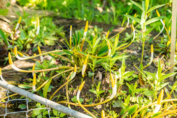 Floating arum or Orontium Aquaticum plant in Zurich in Switzerland 1.5.25