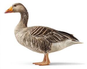 Obraz premium Greylag Goose Profile. A majestic bird against a white background.