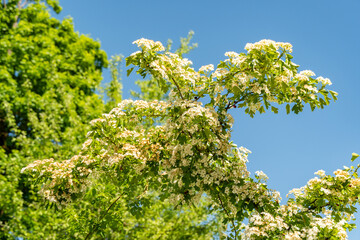 Common hawthorn or Crataegus Monogyna plant in Zurich in Switzerland 1.5.25