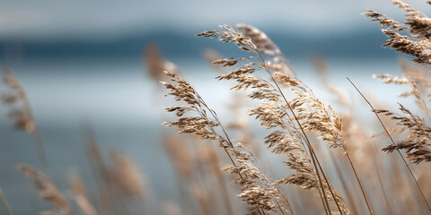 Blurred Reeds Against a Distant Water Background