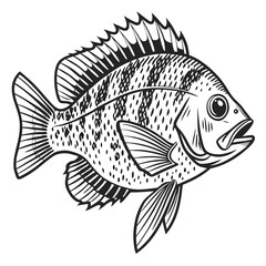 Obraz premium Vintage Scientific Illustration of a Sunfish with Detailed Anatomical Features