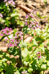 Valeria Cornucopiae plant in Zurich in Switzerland 1.5.25