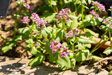 Valeria Cornucopiae plant in Zurich in Switzerland 1.5.25