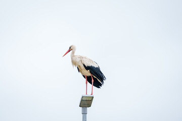 Selective focus photo. White stork bird, Ciconia ciconia on pole of lantern.
