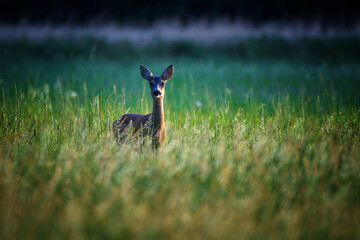 European roe deer buck standing alert in summer meadow