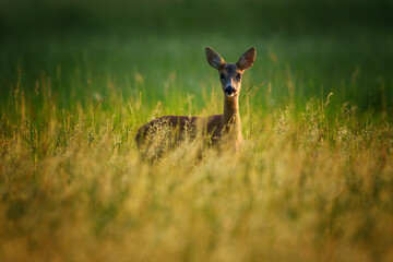 European roe deer buck standing alert in summer meadow